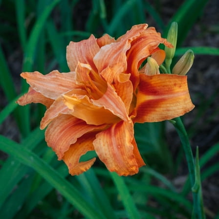 3 Double Orange Daylily Bulb, Daylily Bulbs for Planting Outdoor, Bare Root
