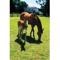 thumbnail image 2 of Alan Hausenflock 23x32 Gallery Wrapped Canvas Wall Art Titled - Mare and Foal I, 2 of 4