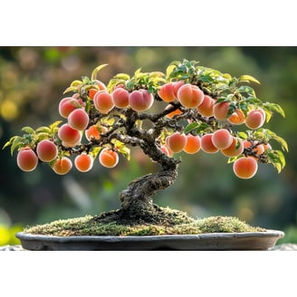 Kumquat Bonsai Tree Seeds for Planting - 2 Rare and Real Kumquat Seeds -  Walmart.com