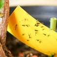 thumbnail image 7 of FindTape Insect Trap Tape [Double Sided]: 8 in. (192mm actual) x 10 in. (Yellow) 20-pack, 7 of 7