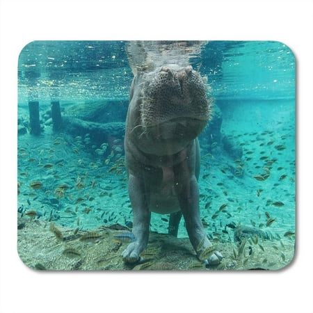 LADDKE Blue Aquarium Hippopotamus in Tampa Florida Green Busch Garden Wildlife Mousepad Mouse Pad Mouse Mat 9x10