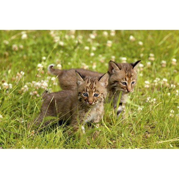 Bobcat Kittens Canvas Art - John Pitcher  Design Pics (34 x 22)