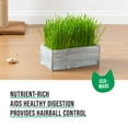 thumbnail image 3 of The Cat Ladies Organic Cat Grass Growing Kit with Natural Chews, White Wooden Planter, 3 of 10