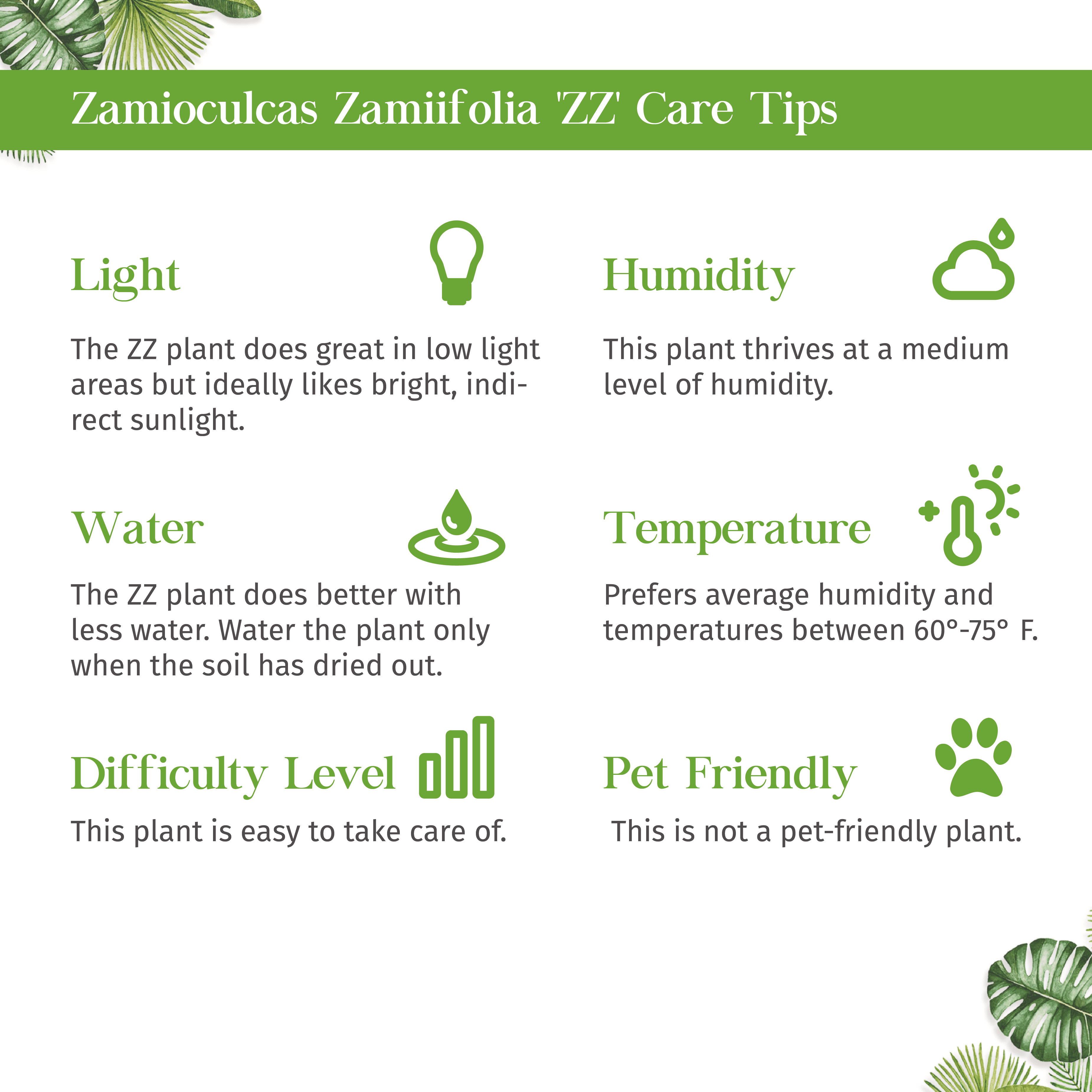 Zamioculcas Zamiifolia ZZ Live Plant for Indoor | Different Houseplants in 4'' & 6'' Pot | Real House Plant for Living Room, Office, Desk & Bathroom