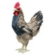 thumbnail image 1 of Modelo de de simución, de manualidades para decoración de jardín de hadas de césped M Zulema Estatua de gallina, 1 of 7