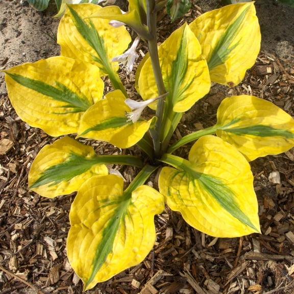 Easy to Grow Hosta Glad Rags 3 Roots, Yellow Foliage Summer Blooms Shade