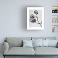 thumbnail image 2 of Trademark Fine Art Pictufy Ptelea Trifoliata Canvas Wall Art, 2 of 4