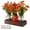 Red, variant on Mason Jar Lights Centerpiece Table Decorations for Dining Room Farmhouse Coffee Table Decor, Wood Tray with 3 Jars Flowers for Spring Living Room, Office, Hotel，Home Decor