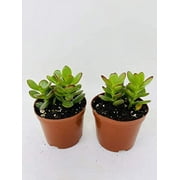 Two Jade Plant - Crassula Ovuta - Easy to Grow - 2.5" Pot By Jm Bamboo