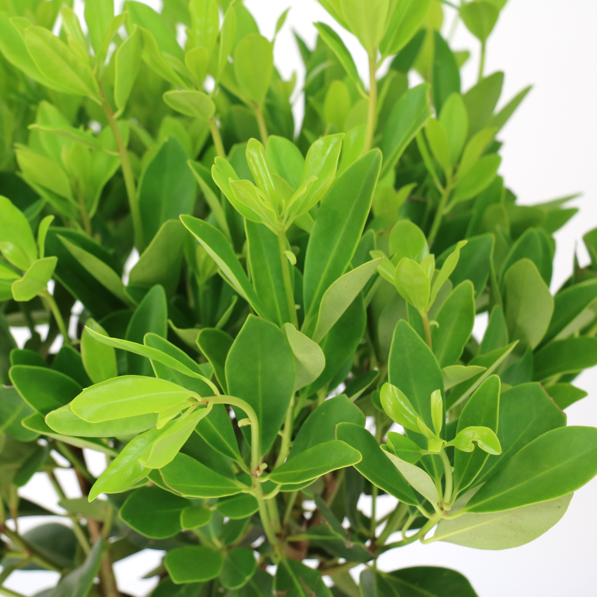 National Plant Network 3 gal. Illicium Parviflorum Forest Green