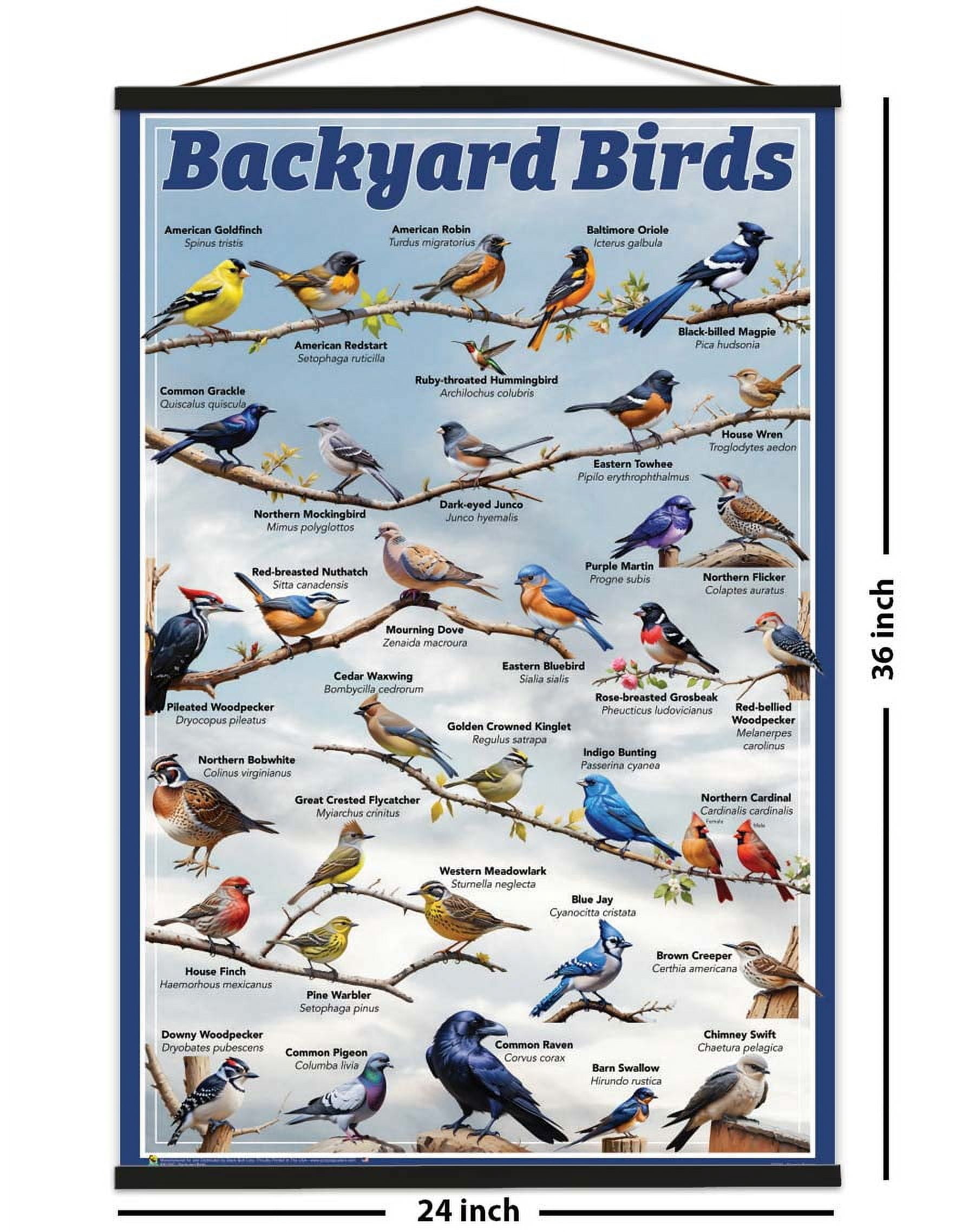 Backyard Birds Educational Poster - 24