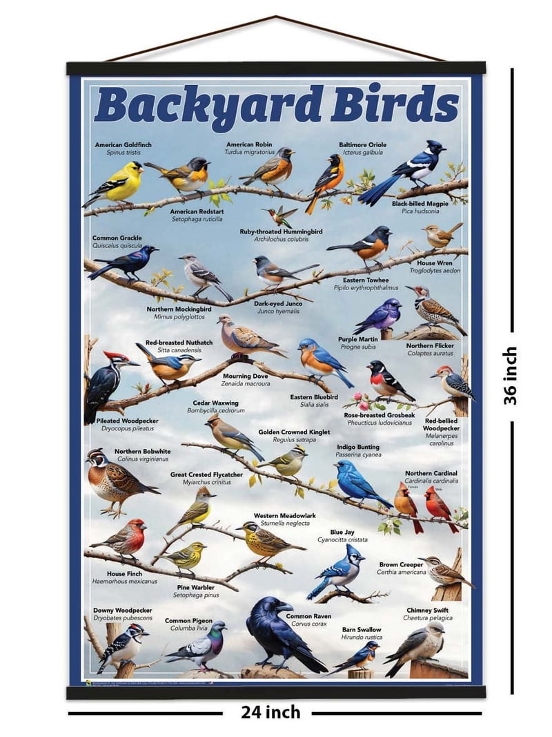 Backyard Birds Educational Poster - 24