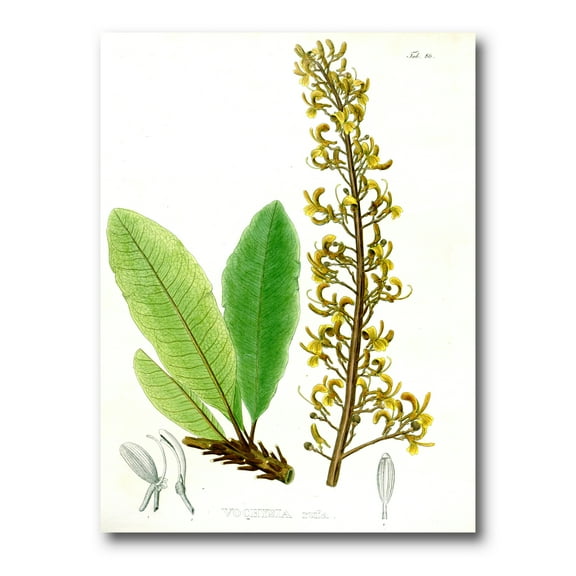 Designart ' Ancient Brazilian Plant IV ' Traditional Canvas Wall Art Print