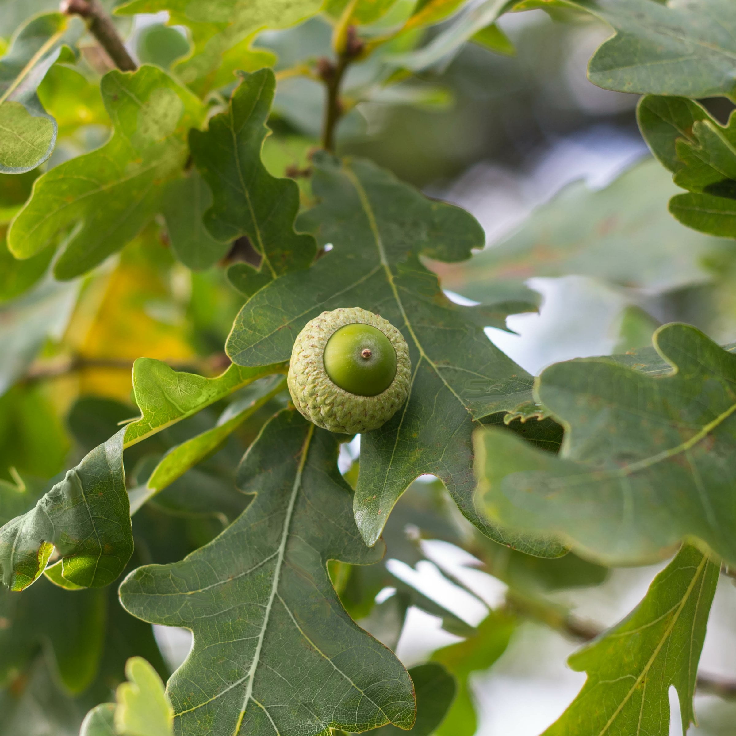 3 gal Overcup Oak Live Tree with Full Sunlight
