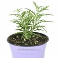 thumbnail image 2 of Perovskia Little Lace, Russian Sage - Pot Size: 3" (2.6x3.5") - Pot Size: 4.5" - Flowering Plants, Plants, 2 of 3