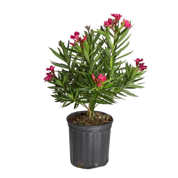 Island Blooms 26" Oleander Bush Live Outdoor Plant in 8.75" Grower Pot