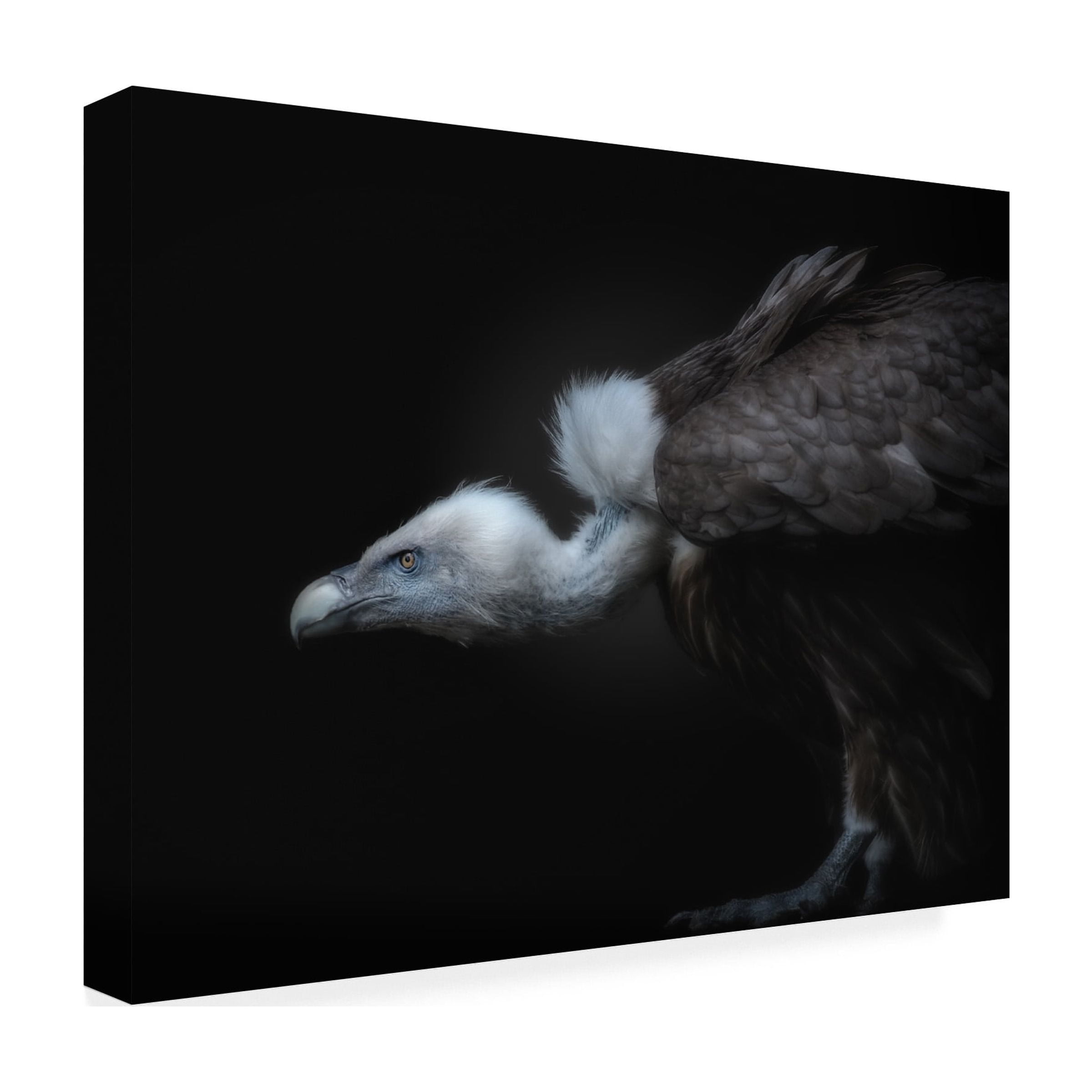 KaMerA 'Targeted' Canvas Art