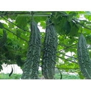 [ Mais Family ] 10 India Bitter Gourd Seeds, Bitter Melon Seeds, Kho Qua Rung ORGANIC