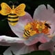 thumbnail image 2 of Advancent Decoración de pared de abeja de Metal, decoración colgante portátil para jardinería, accesorios de adorno para patio, accesorio para sala de Jardín y Patio 16x14.5 Advancent HA066782-02, 2 of 6