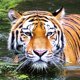 thumbnail image 1 of Resina diamante tigre JShteea diamante 30*30 CM, 1 of 9