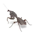 thumbnail image 5 of Insects Gashapon Big Picture Book Series Mantis Spider Scorpion Wasp Simulation Insect Action Figure Model Toys, 5 of 5
