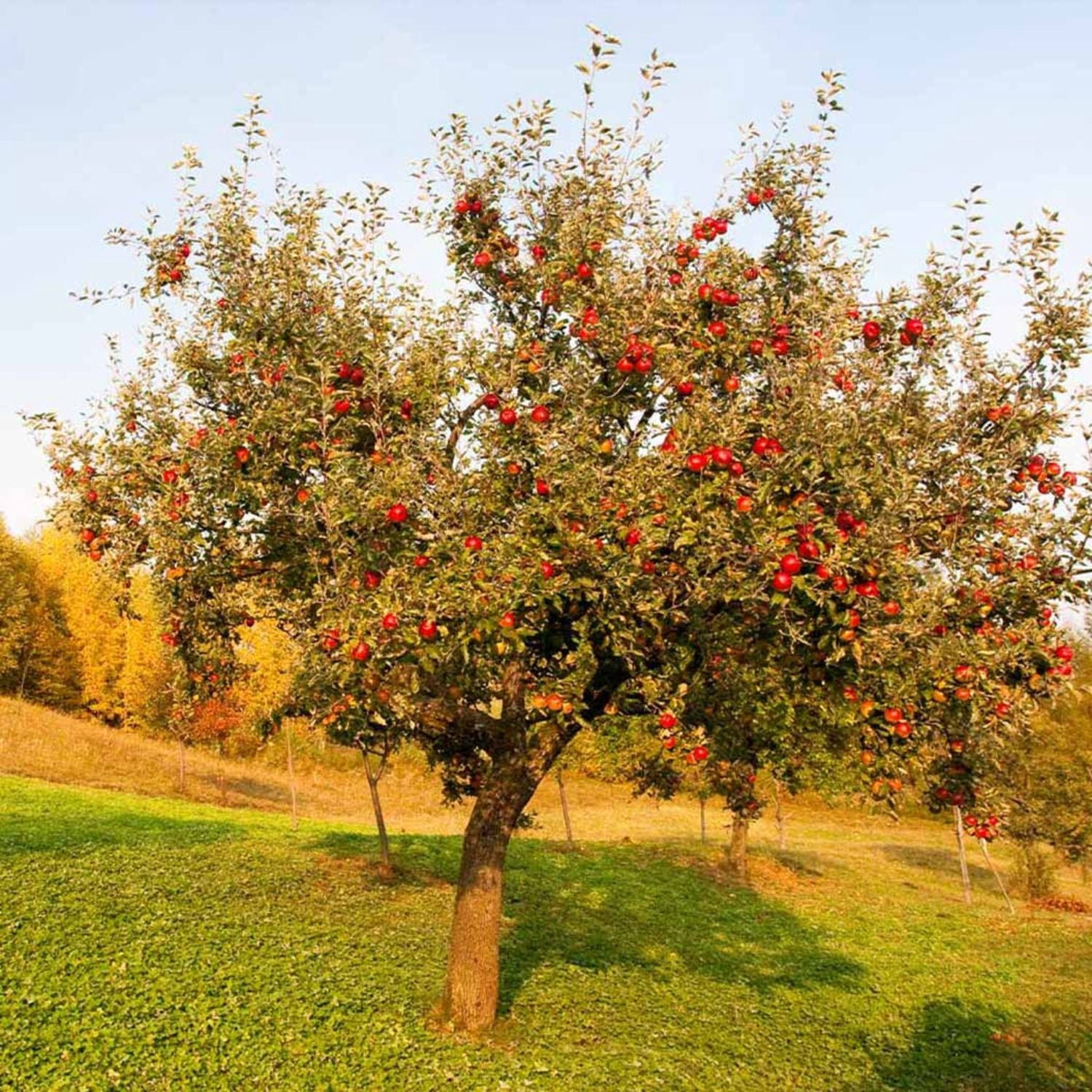 Expert Gardener 2-3 ft. tall Red Delicious Apple Live Tree in 5-Gallon Grower Pot