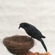 thumbnail image 5 of 1 Pieza Estatua de Pájaro Artificial Decoración de Jardín Sunnimix 28cm, 5 of 8