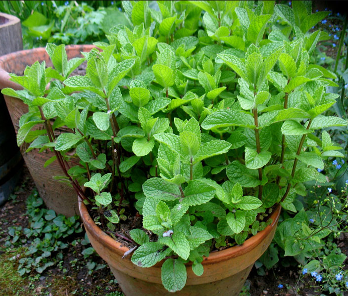 Fresh Mint Plants for Indoors Outdoors, Mint Plant Pot, Spearmint, 4 Inch Pot