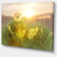 thumbnail image 2 of Dandelion Blooming Flower in Field - Floral Canvas Art Print, 2 of 3