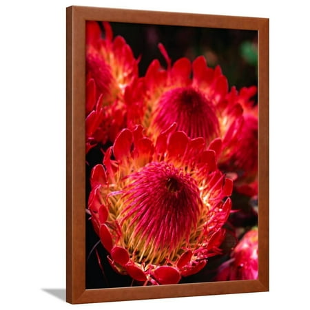 Beautiful and Exotic Protea Flower Grown on the Slopes of Haleakala Nat. Park, Maui, Hawaii, USA Framed Print Wall Art By Ann (Best Delivery Park Slope)