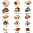 thumbnail image 3 of Caracola natural WedoSoy con forma de conchas de cangrejo ermitaño, 4 a 8 cm, 15 unidades, 3 of 6