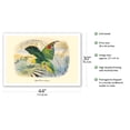 thumbnail image 2 of Yellow-Crowned Amazon Parrot (Amazona ochrocephala) - Vintage Bird Illustration by Édouard Traviès c.1857 - Fine Art Matte Paper Print (Unframed) 30x44in, 2 of 4