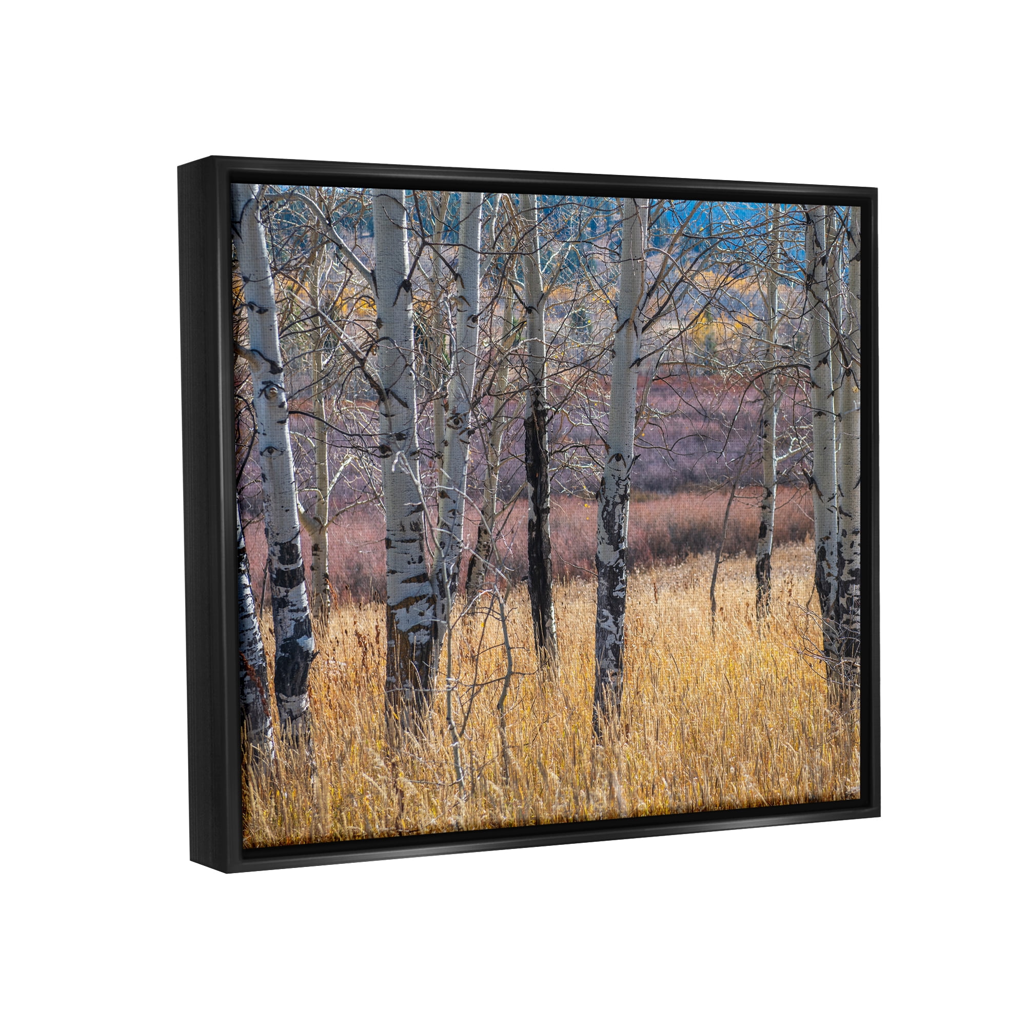 Stupell Industries Birch Trees Photography Nature Photography Black Floater Framed Art Print Wall Art, 31 x 25