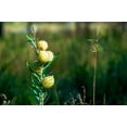 thumbnail image 3 of 10 *Seeds SWAN MILKWEED Hairy Balls Butterfly Weed Asclepias Gomphocarpus Fruticosus Monarch Flower, 3 of 8