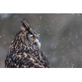 thumbnail image 2 of Mark Spowart Photography 24x17 White Modern Wood Framed Museum Art Print Titled - Watchful Owl, 2 of 4