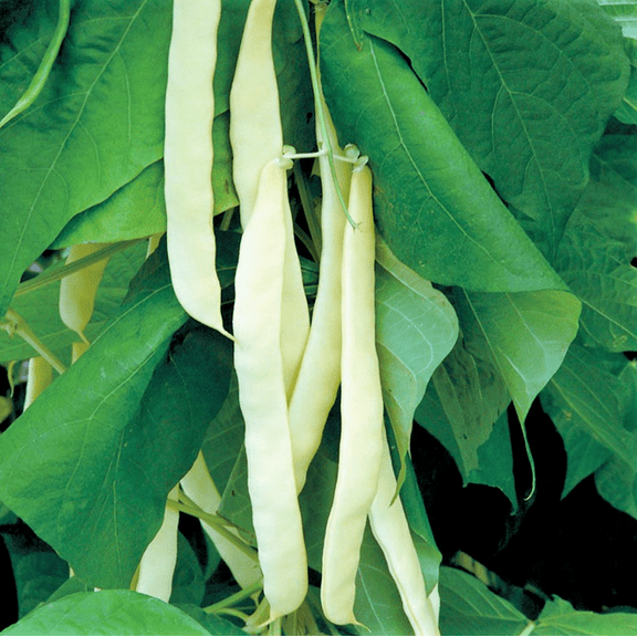 TomorrowSeeds - Bai Bu Lao Romano Bean (Pole) Seeds - 30  Count - For 2026 Planting Non-GMO