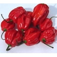thumbnail image 2 of 50 Graines de Piment HABANERO Rouge Fort Capsicum Chinense Légumes, 2 of 5