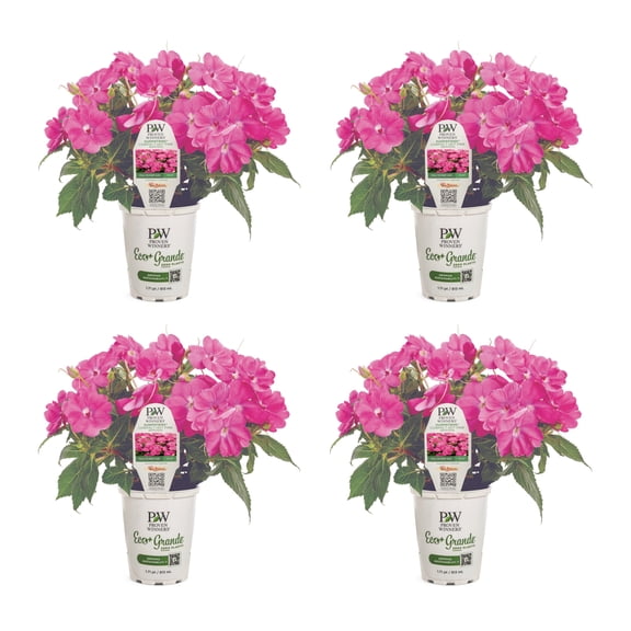 Proven Winners 4" SunPatiens Compact Hot Pink Impatiens Live Plant in 4.25" Pot (4 Count)