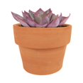 thumbnail image 6 of Echeveria Afterglow (4"+ Minimalist Pot) - Tiny, Lovely, Easy to Care Rosette Succulents - Live Succulents for Home Indoor Place, 6 of 6