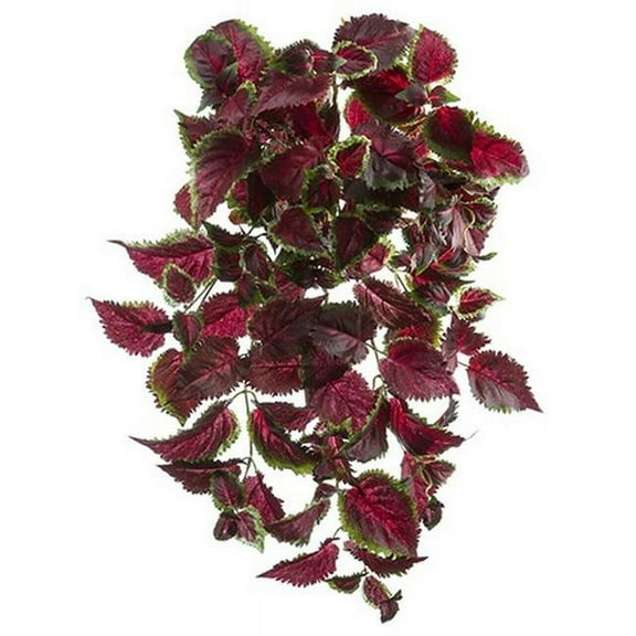 AllState Floral PBC533-BU-GR 25 in. UV Protected Coleus Bush - Burgundy Green - Pack of 6