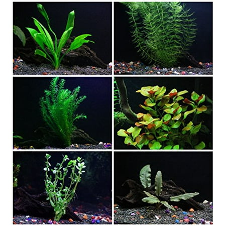 25+ stems / 6 species Live Aquarium Plants Package - Anacharis, Amazon and