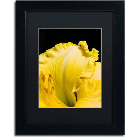Trademark Fine Art "Day Lily Abstract" Canvas Art by Kurt Shaffer, Black Matte, Black Frame