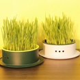 thumbnail image 2 of 2pcs Cat Grass Cup Hydroponic Cat Grass Planter Cat Catnip Planter Cat Plant Planter Box, 2 of 4