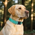 thumbnail image 5 of Minzimin Reflective Dog Collar for Medium Large Small XS XL Extra Small Dogs, Nylon Adjustable Puppy Collar, 5 of 7