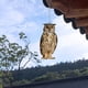 thumbnail image 5 of HWRETIE - Colgante de búho repelente para exteriores,decoración para espantapájaros,huerto,jardín,repelente de pájaros,carillón de viento,adorno colgante, 5 of 6