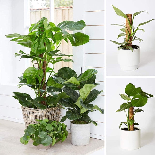 1 Uds. De tótem de fibra de coco para jardín, palos de palma de coco, soporte de vid, poste de musgo para plantas, palo de musgo para plantas trepadoras, extensión de soporte, 30cm LingWen 9024715828996