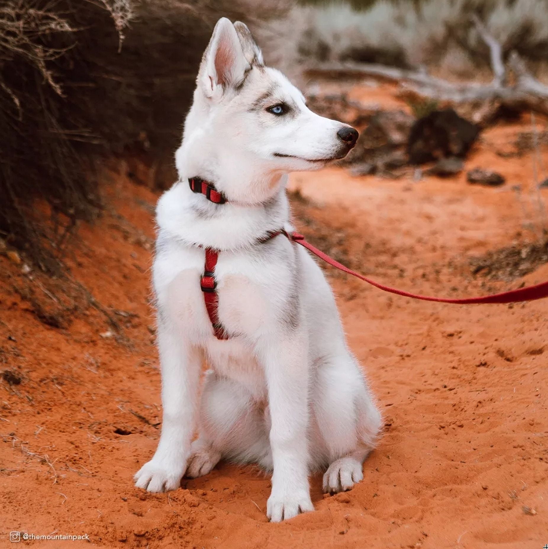 Coastal soy harness online
