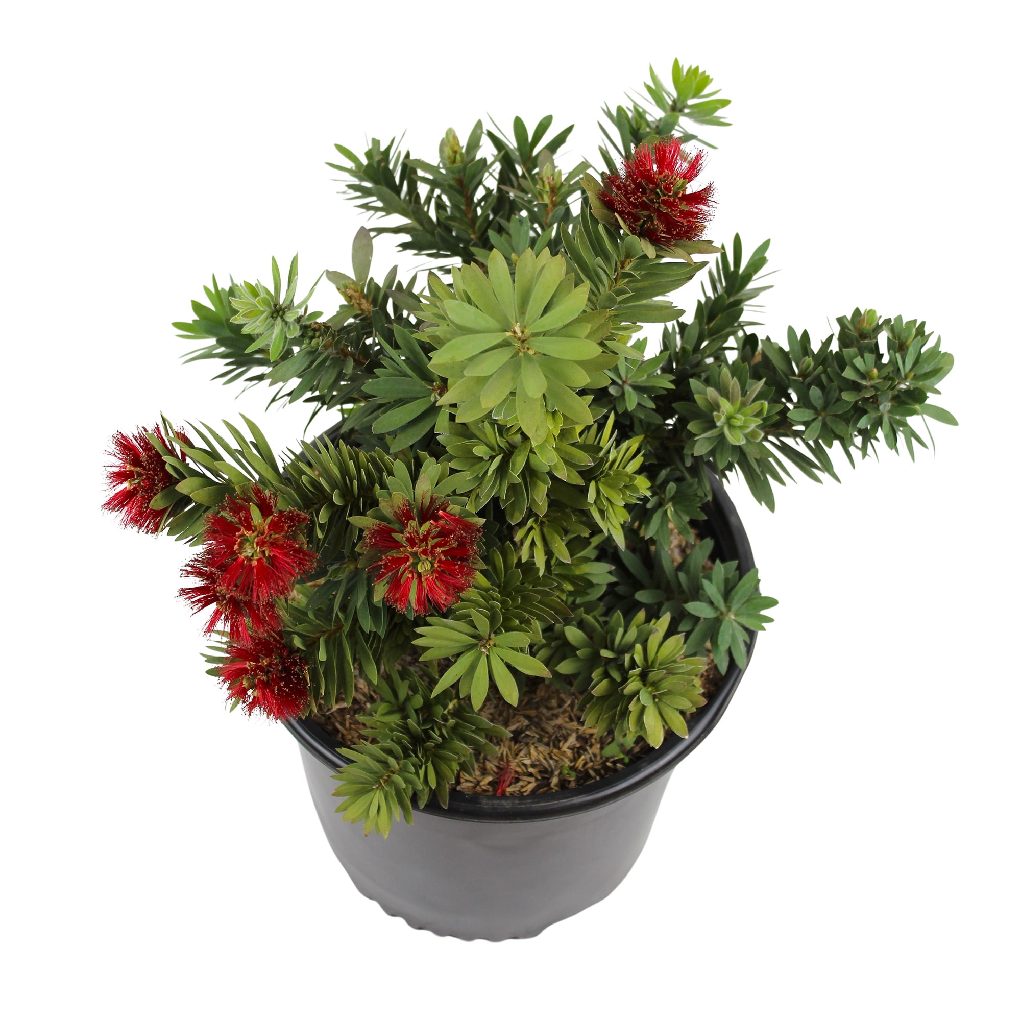 Expert Gardener Callistemon Little John, Flowering Outdoor Shrub, 2.25 gal Plant Pot, Full Sun