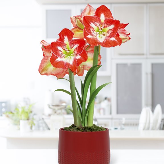 Van Zyverden Pre-Planted Amaryllis Red with Red Cache Ceramic Planter and 1 Bulb Multicolor Partial Sun Perennial Easy to Grow 2 lbs