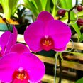 thumbnail image 1 of CTIRCHIU 2Pcs Plants Climbing Frame Simple Design Vertical Structure For Gardening Tools 30X7Cm, 1 of 8
